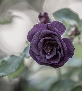 violette Rose von Tania Perneel