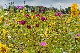 Bloemenweide by Bart van Schöll