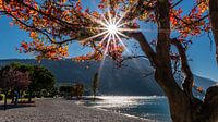 L'automne au bord du lac par Thomas Prechtl Aperçu