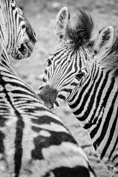 Zebrastreifen von Lonneke Prins