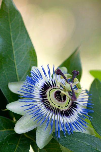 Blauwe passiebloem (Passiflora caerulea) van Tamara Witjes