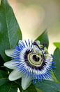 Blauwe passiebloem (Passiflora caerulea) van Tamara Witjes thumbnail