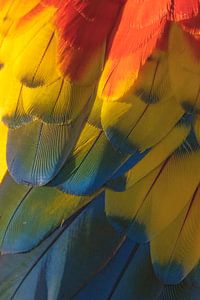 Textures colorées - Macaw - Oiseau - Plumes