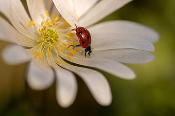 Ladybug on wood anemone by Miranda Vleerlaag