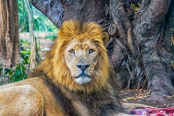 Magnifique lion avec sa proie