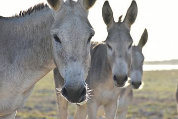 Three wild donkeys in Bonaire by Pieter JF Smit