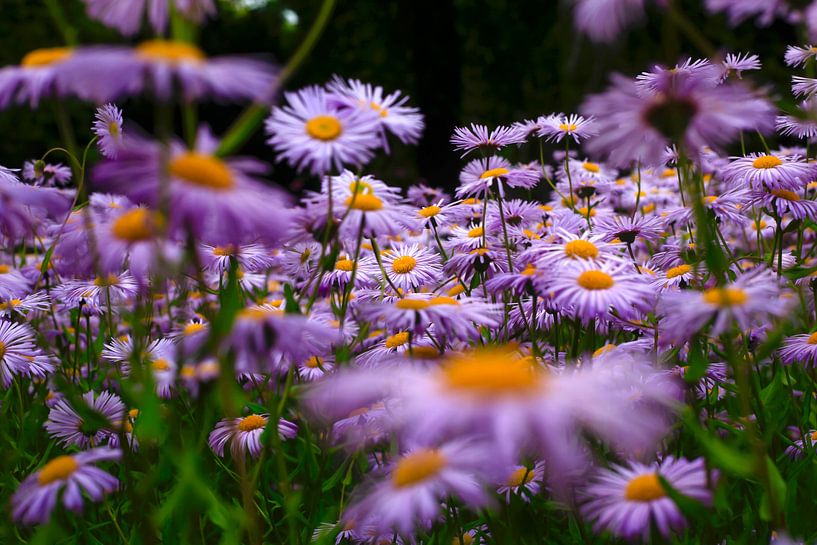 Asters van Thomas Jäger