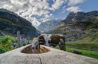 Een koe op de Gamchi Alm in het Berner Oberland van Sean Vos thumbnail