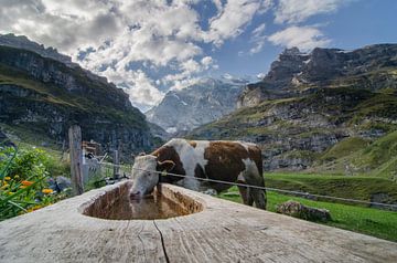 Een koe op de Gamchi Alm in het Berner Oberland