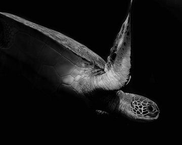 Portrait einer Meeresschildkröte in Schwarzweiss (II), Robin Wechsler von 1x