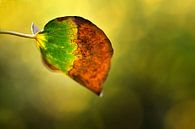 Herbstblatt von Huibert van der Meer Miniaturansicht