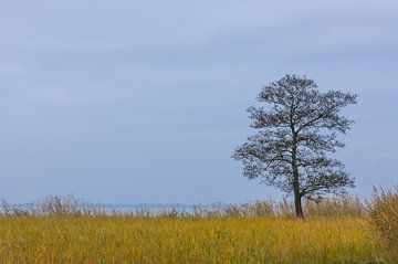 Rietlandschap met boom. van Johan Kalthof