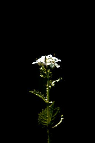 The white flower in nature black background