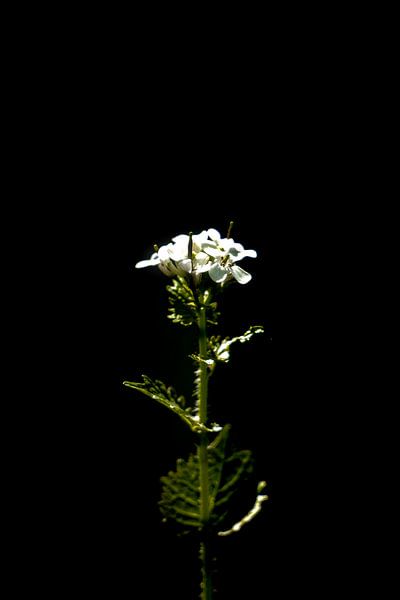 De witte bloem in de natuur zwarte achtergrond van Dieuwertje Van der Stoep