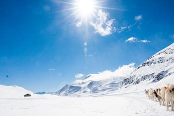 Hondensledetocht in de Franse Alpen
