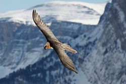 Gypaète barbu adulte en vol