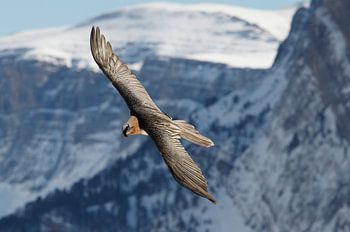 Erwachsener Bartgeier im Flug