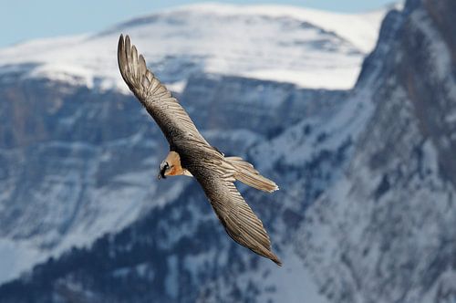 Erwachsener Bartgeier im Flug von Beschermingswerk voor aan uw muur