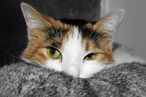 Regard félin