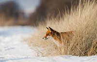 Red fox in wintertime von Menno Schaefer Miniaturansicht