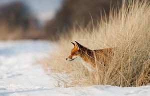 Een vos in de winter van Menno Schaefer