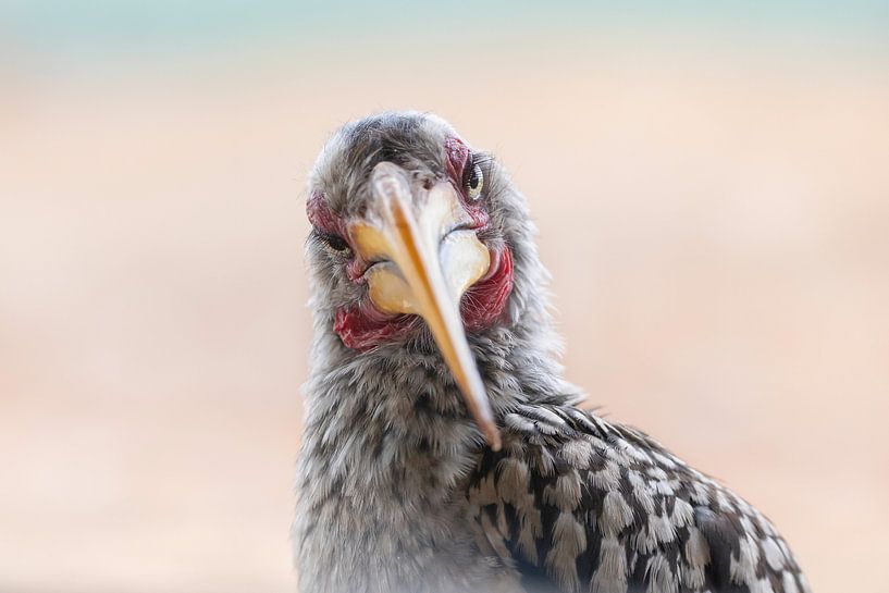 Was schauen Sie denn da? Hornvogel mit Charakter. von Milou Hinssen