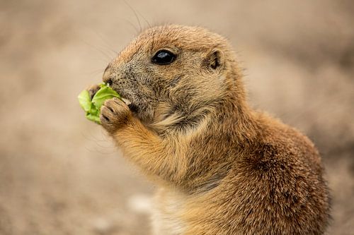 Young prairie dog eating