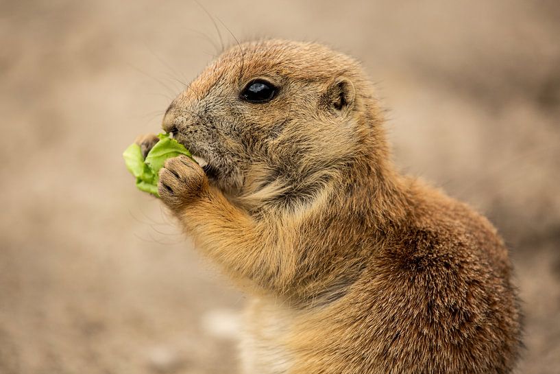 Jeune chien de prairie en train de manger par Frederieke Knol
