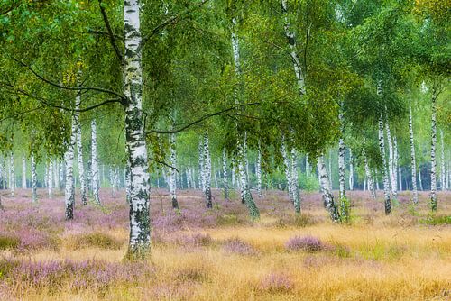 Birch grove with flowering heather by Daniela Beyer