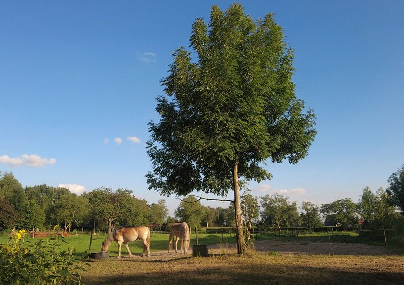 pferde aarlese straße von H,M SOETENS