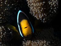 Fish portrait of a Clark's anemonefish in an anemone