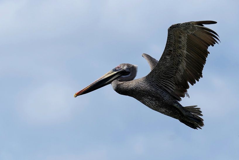 Flying pelican by John Dekker