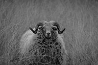Heideschaap