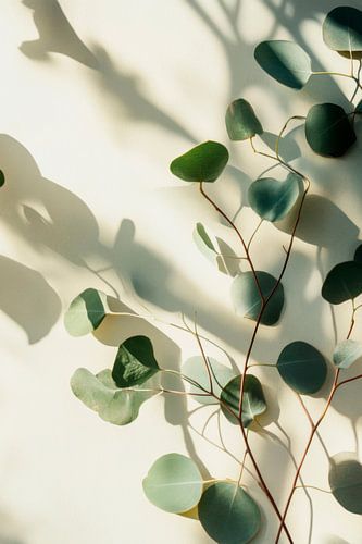 Eucalyptus schaduw