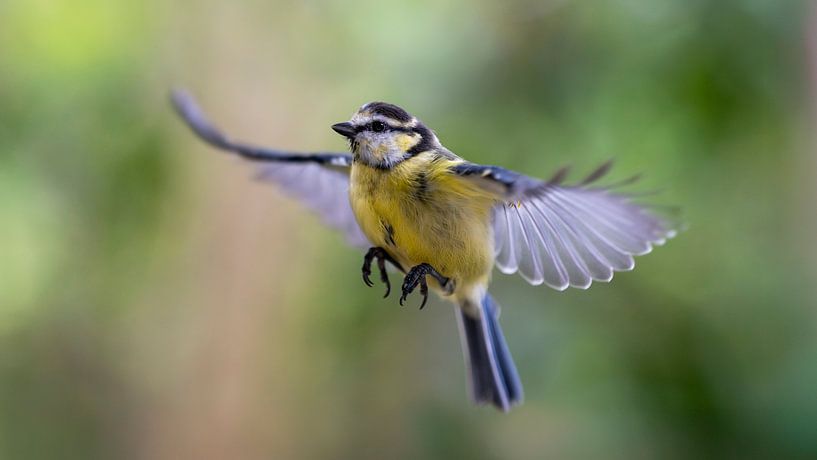 Fliegende Blaumeise vor grünem Hintergrund von Leon Brouwer