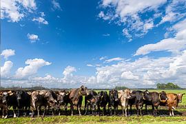 Cows wait in a queue to be allowed inside. by Brian Morgan