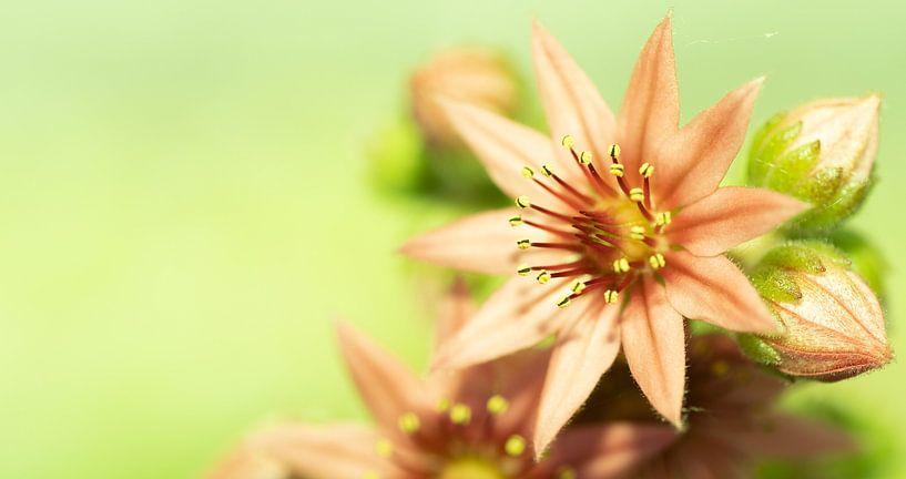 fleur en vert par Patrick Roelofs