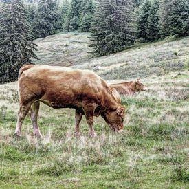 Grazing cows in the Black Forest by Hendrik-Jan Kornelis