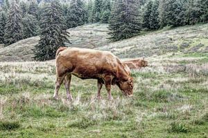 Grazing cows in the Black Forest