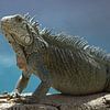 Leguaan op het strand van Curacao van Discover Dutch Nature