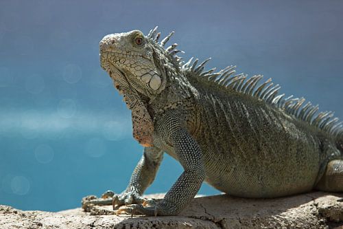 Leguaan op het strand van Curacao