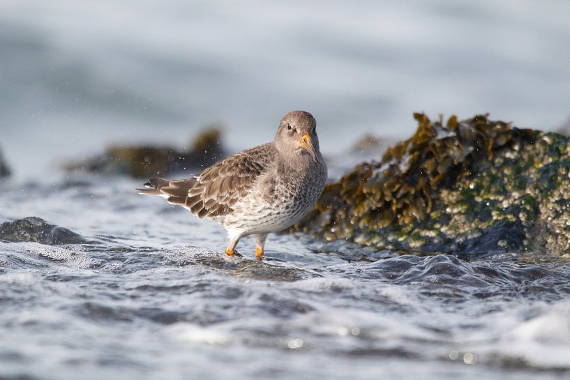 Paarse Strandloper von Lars Korzelius