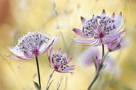 Astrantia Major, Mandy Disher von 1x Miniaturansicht