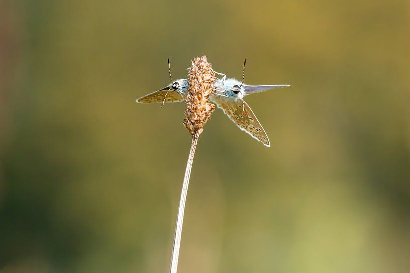 Ikarusblau - Polyommatus icarus 2 von Rob Smit