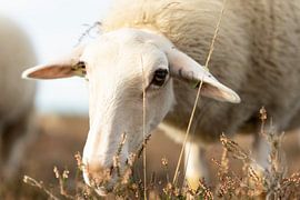 hallo van Soekardjo Photography