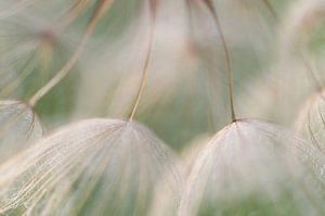 Sanft wie ein Windhauch (Nahaufnahme des Samenflaums des Morgensterns)