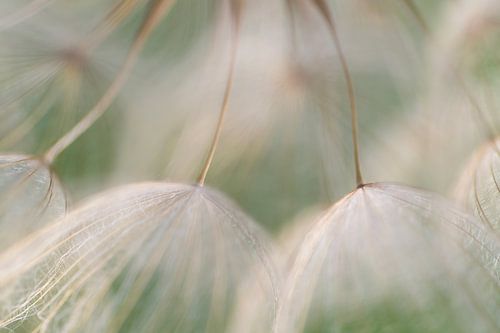 Soft as a breeze (close up of seed fluff of the morning star) by Birgitte Bergman