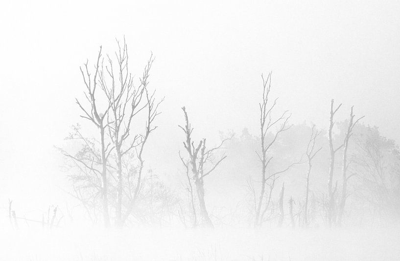 Silhouettes dans la brume par René Vos