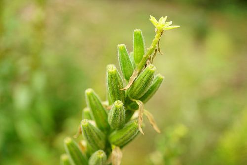 Groei - close-up in het bos in Allgäu