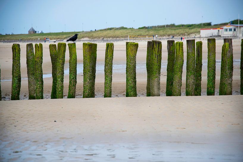 Breakwaters at Zoutelande by Roland de Zeeuw